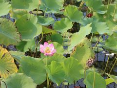 -野鸭湖国家湿地公园