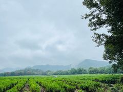 -中国茶叶博物馆(双峰馆区)