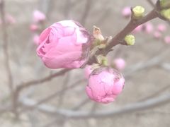 -桃花堤公园