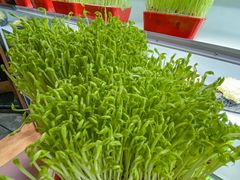 -番食园鲜食火锅(高新店)