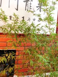 -新龙门刺青·纹身