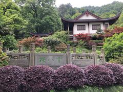 -十八棵（老龙井）御茶园(老龙井店)