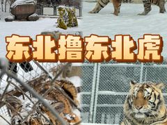 -横道河子东北虎林园