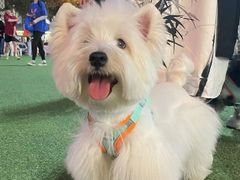 -萌宠之家·腊肠犬·马尔泰·小体犬舍