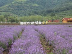 -曲江薰衣草庄园