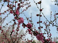 -石家庄市植物园