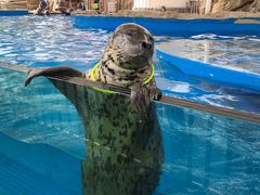 -芜湖新华联大白鲸海洋公园