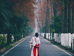 -合肥滨湖国家森林公园