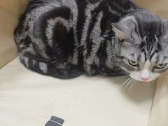 -瑞鹏宠物医院·爱宠堂·骨外专科(西荷分院)