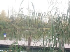 -白鹭湾湿地公园