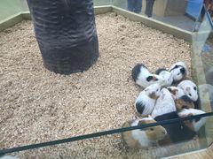 -昆明大悦城未来动物城(螺蛳湾中心店)