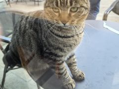 -星巴克(成都科学城店)