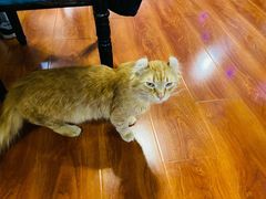 -猫小院猫主题咖啡厅(北锣店)