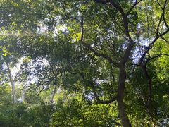 -火炉山森林公园