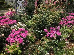 -深圳仙湖植物园