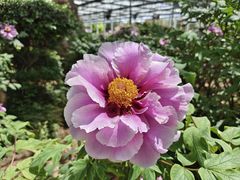 -洛阳市隋唐城遗址植物园