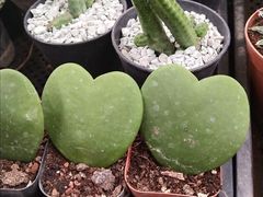 -秦美花卉(天朗·莱茵小城2期店)