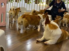 -柯斗斗主题餐厅·狗咖·围炉煮茶·茶饮(国瑞升平里店)