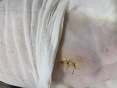 -芭比堂动物医院广州顽皮分院