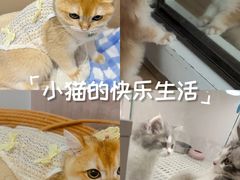 -lincat·猫舍(广州店)
