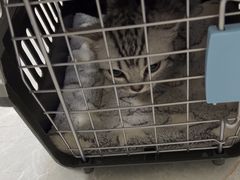-中农国际动物医院24小时·猫科·骨科·急重症中心