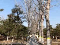 -大兴滨河森林公园