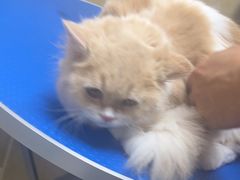 -佳雯宠物医院·皮肤科·内外科(春晓路分院)