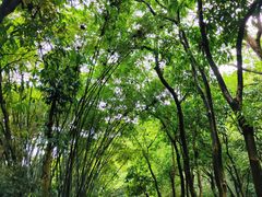 -火炉山森林公园