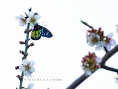 -荔枝公园(福田区)