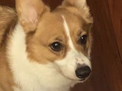 -萌兽医馆·宠物医院·猫骨科(创景店)