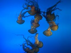 -太平洋海底世界