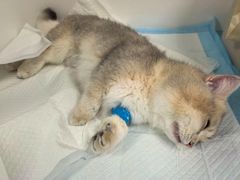 -纳吉亚猫专科动物诊疗中心(蒋宅口分院)