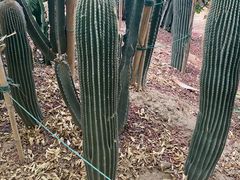 -呀路古热带植物园