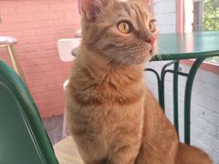 -喵屿·大理花园猫咖