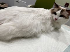 -艾吉宠物医院·疑难杂症转诊中心·猫友好(碧江路院)