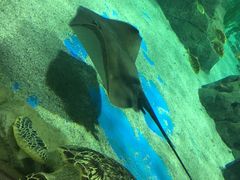 -锦艺城海洋馆