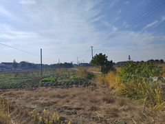 -莲花岛景区