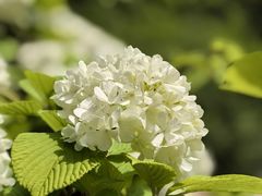 -洛阳市隋唐城遗址植物园