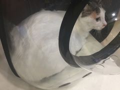 -福懋动物医院·犬猫全科·外科·重症科(杏林分院)
