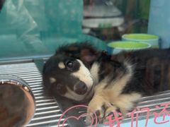 -FAELING PETS美天灵宠物(合生汇店)