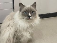 -共舞时光猫咖·狗咖(新街口店)