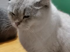 -猫色咖啡·猫咖