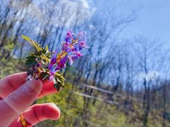 -青峰峡国家森林公园