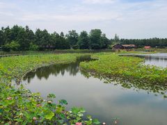 -东平国家森林公园