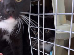 -宠颐生猫科·内科皮肤科(西平世纪城店)