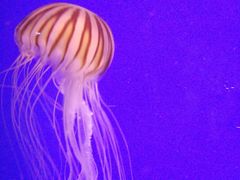 -迪拜水族馆及水下动物园