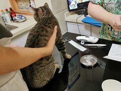 -派特宠物医院(圆融广场店)