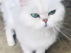 -喵屿·大理花园猫咖