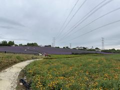 -紫颐香薰山谷景区