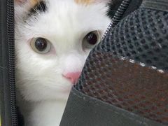 -萌兽医馆·宠物医院·猫骨科(创景店)